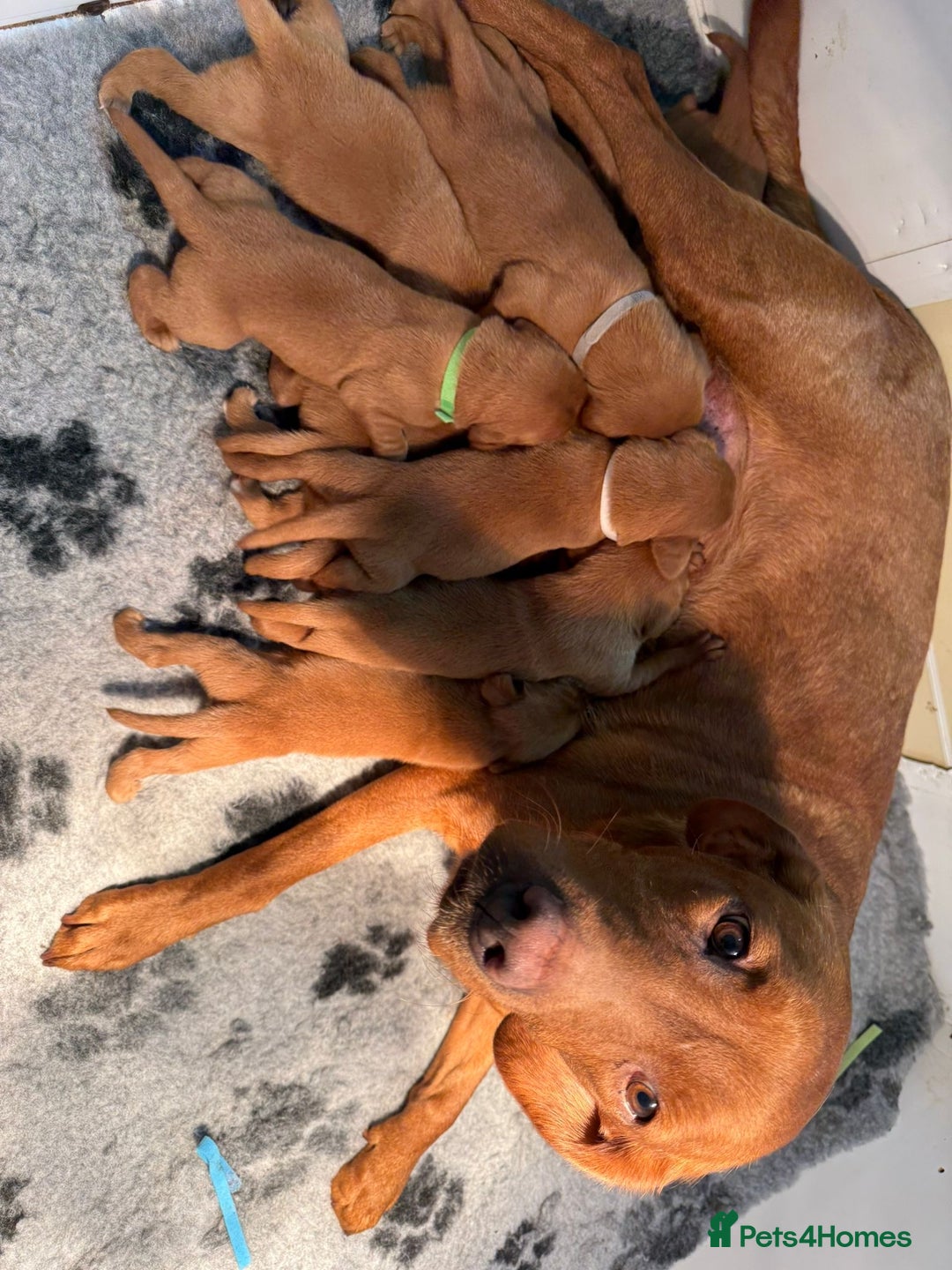 Labrador Retriever dogs for sale: Fox Red Labrador Pups For Sale - Advert 4