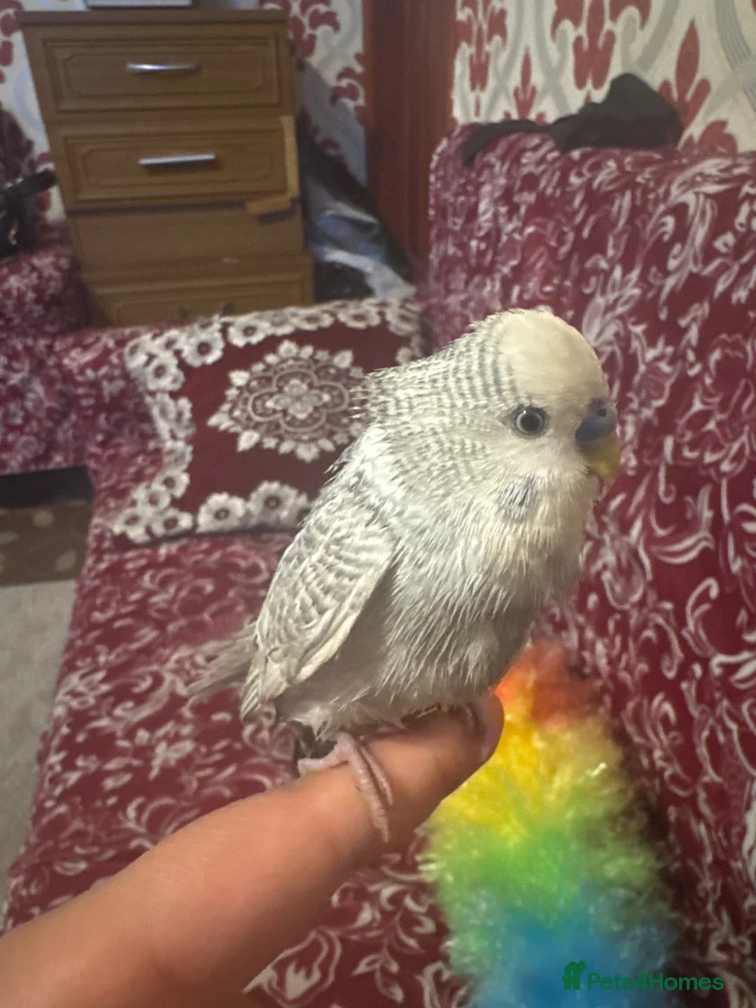 Budgerigars birds for sale: Baby boy budgie  - Advert 2