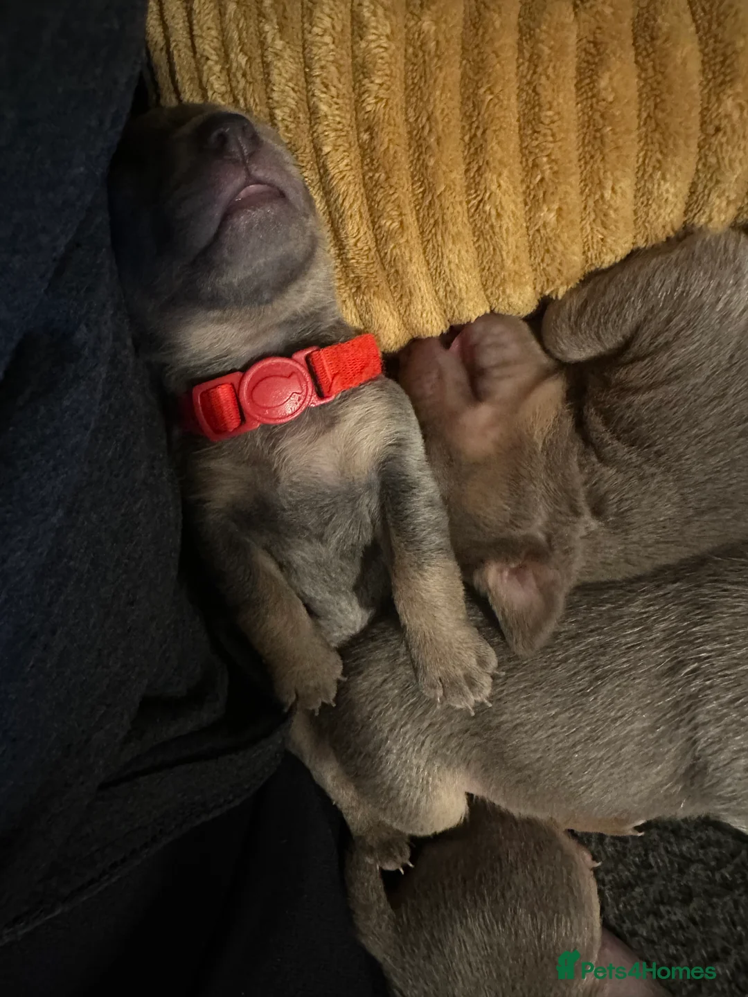 Jack Russell dogs for sale: Jack Russel puppies  - Advert 17