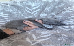Whippet dogs for sale: OUTSTANDING PRESTIGIOUS LAGUNA BLUE WHIPPETS! KC - Image 4