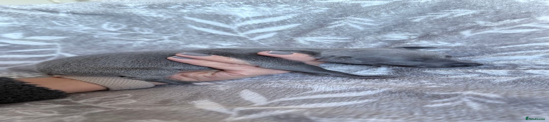 Whippet Puppy 2