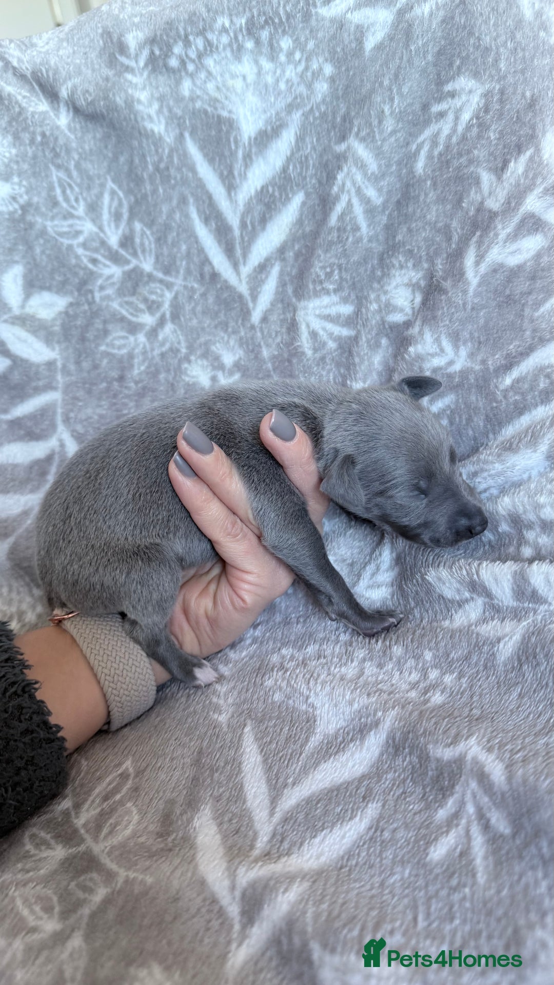 Whippet dogs for sale: OUTSTANDING PRESTIGIOUS LAGUNA BLUE WHIPPETS! KC - Image 4