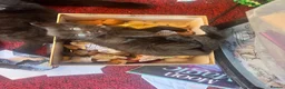 Mixed Breed cats for sale: Three beautiful kittens ready for new homes - Advert 8