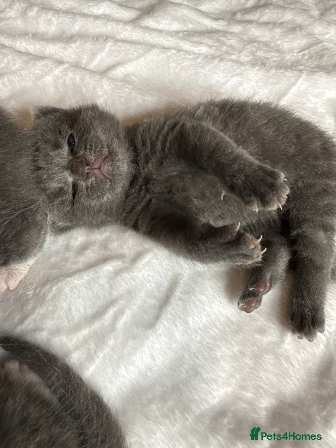 British Shorthair cats for sale: The cutest British Shorthair Grey Kittens  - Advert 2