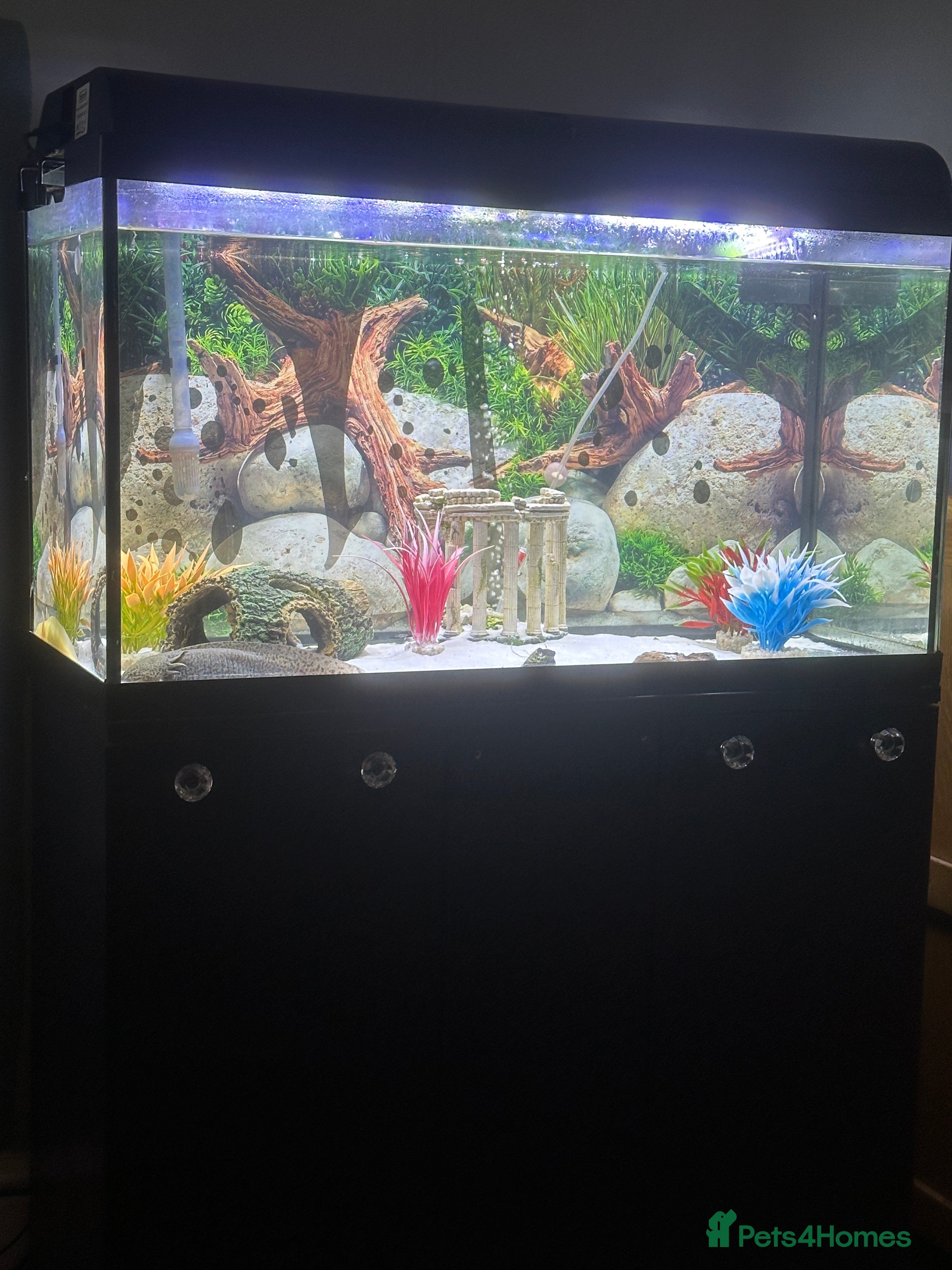 Axolotl reptiles 2 Axolotls  in Chesterfield - Advert 1