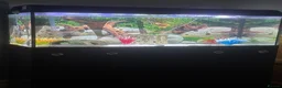 Axolotl reptiles for sale: 2 Axolotls  in Chesterfield - Advert 1