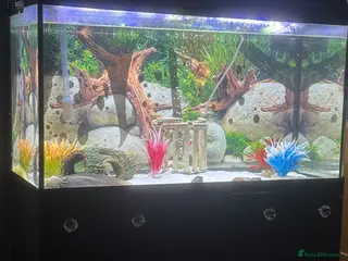 Axolotl reptiles 2 Axolotls in Chesterfield - Advert 1