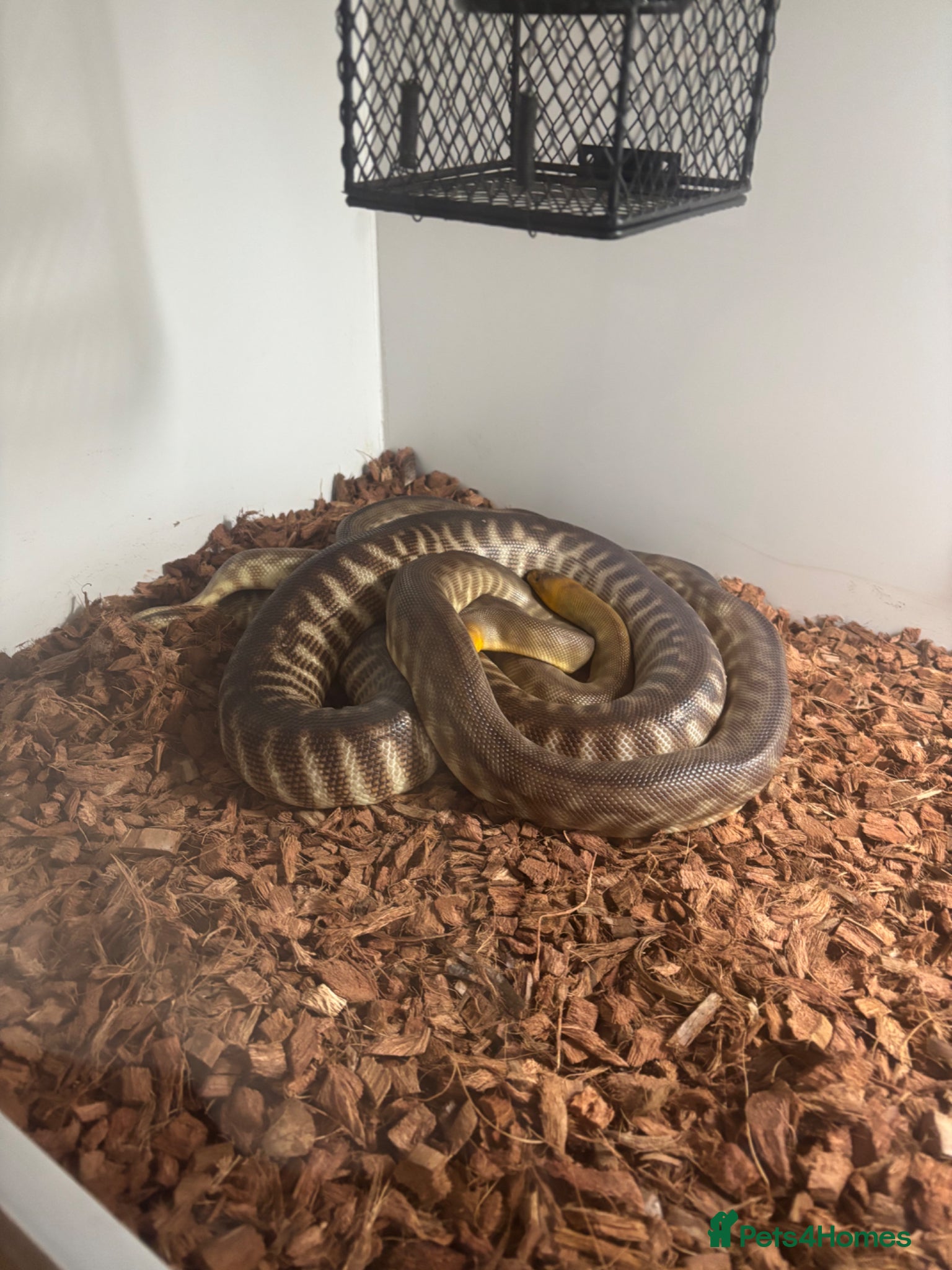 Python Snake reptiles for sale: Woma Pythons - Proven Pair in Blackburn - Advert 1