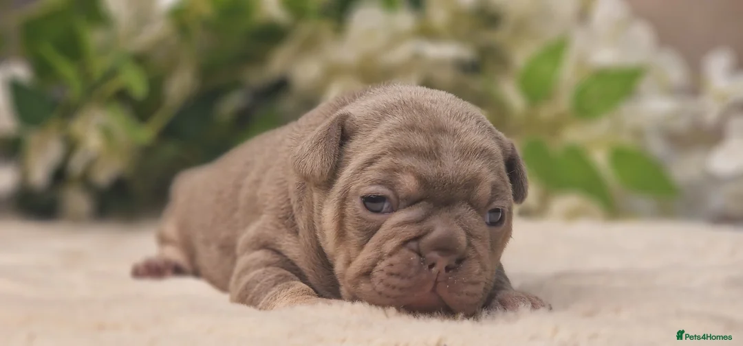 French Bulldog dogs for sale: 💥👀 NEW SHADE ISABELLA, MERLE TRI LILAC   - Advert 14