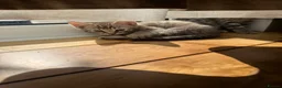 Bengal cats for sale: Beautiful Bengal x kittens  - Advert 29