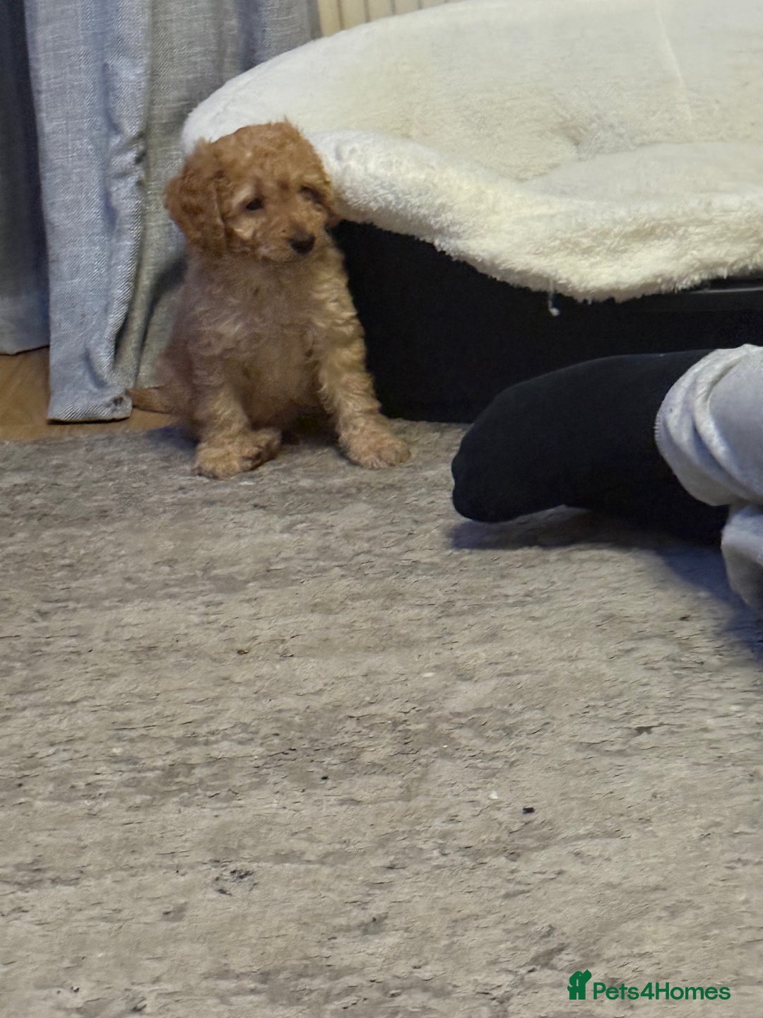 Cockapoo dogs for sale: Cockapoo Puppies For Sale  - Advert 11