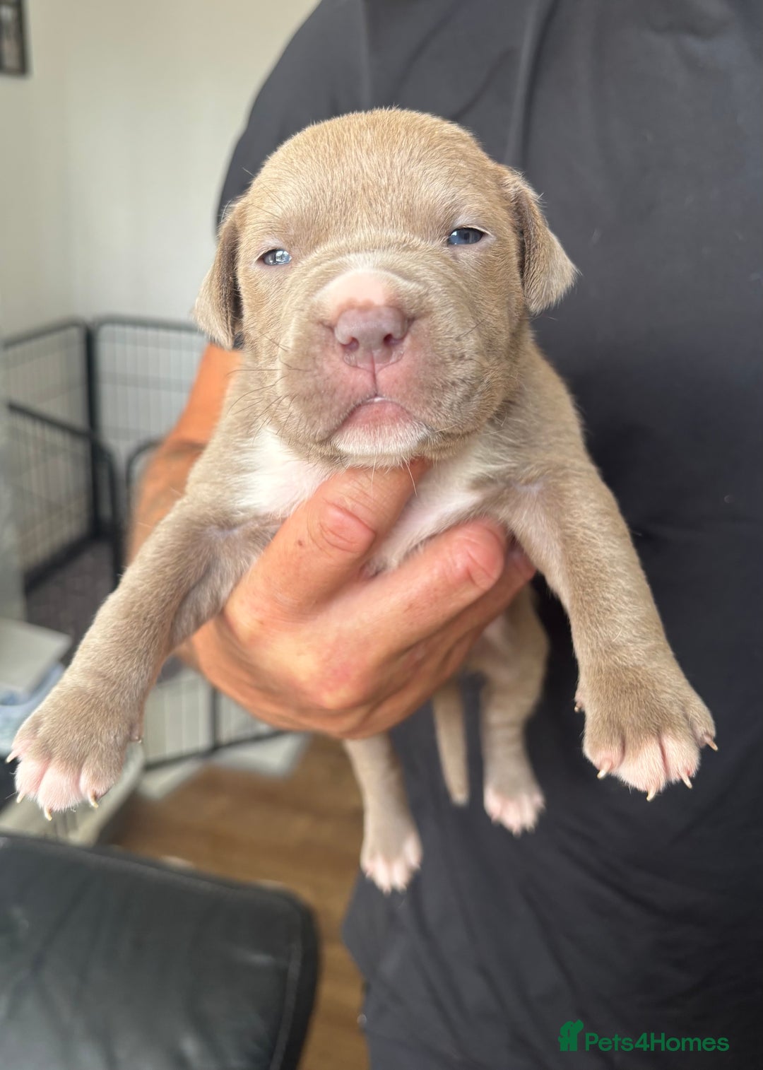 American Bull Staffy dogs for sale: 8 beautiful Amstaff puppies - Image 18
