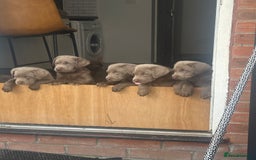 Labrador Retriever dogs for sale: Silver labradors *READY TO LEAVE* - Image 4