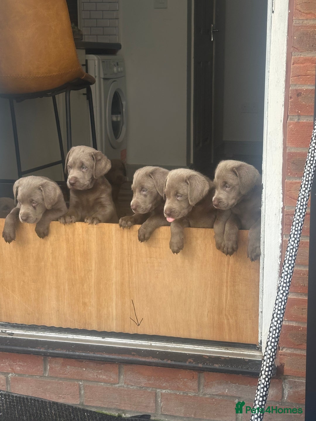 Labrador Retriever dogs for sale: Silver labradors *READY TO LEAVE* - Image 4