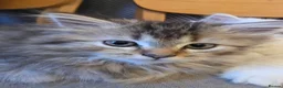 Persian cats for sale: Beautiful dollface persian chinchilla kittens  - Advert 31