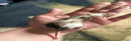 Mouse rodents for sale: Female mice  - Advert 7