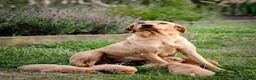 Labrador Retriever dogs for sale: Elite Litter: KC Registered Fox Red Labrador Pups - Advert 3