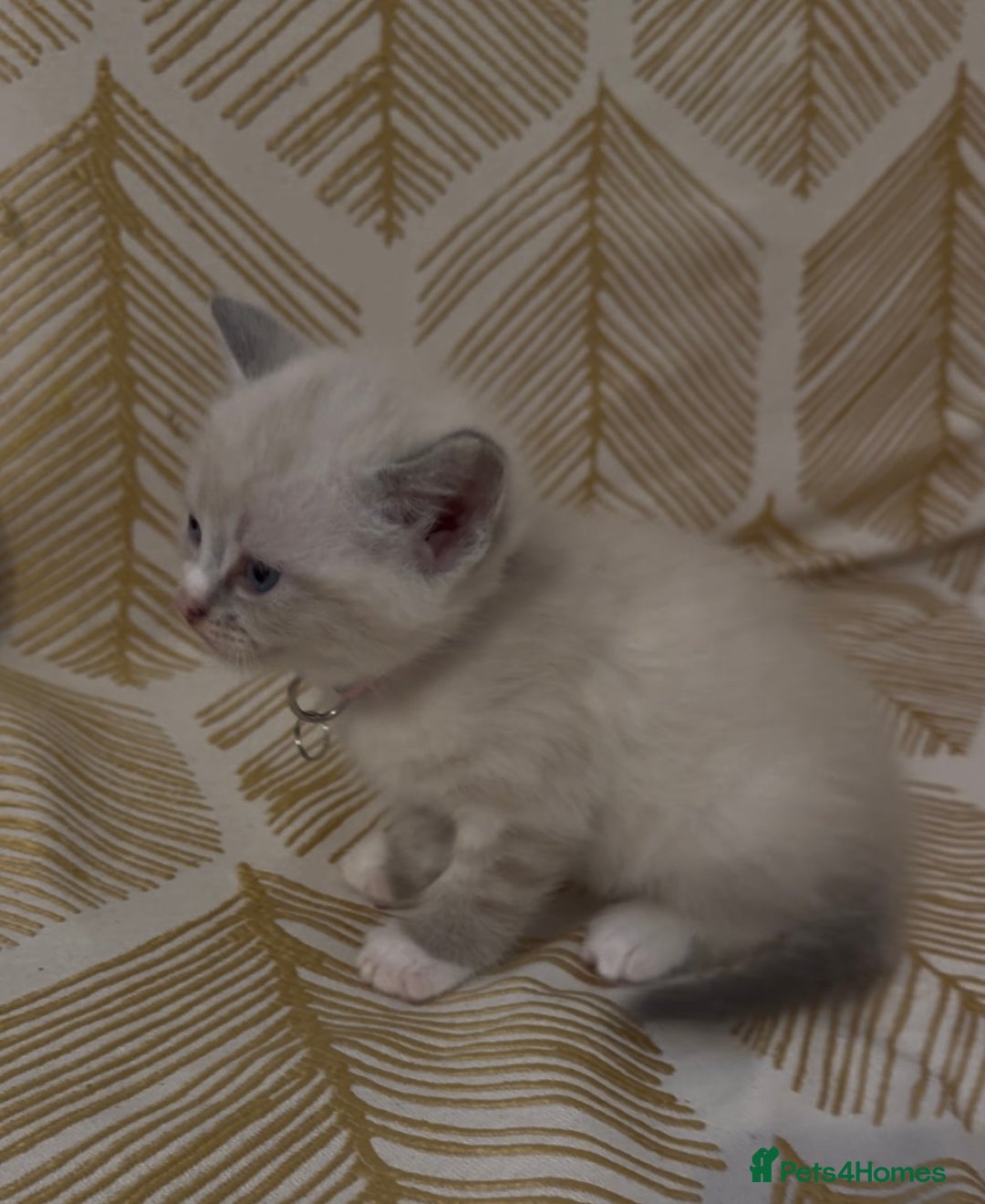 British Shorthair cats for sale: BSH mixed Russian Blue - Image 23