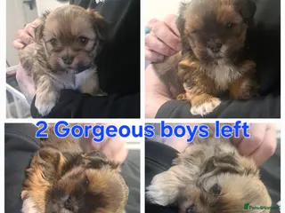 Lhasa Apso dogs Gorgeous Lhasa apso pups 🐶 😍 - Advert 5