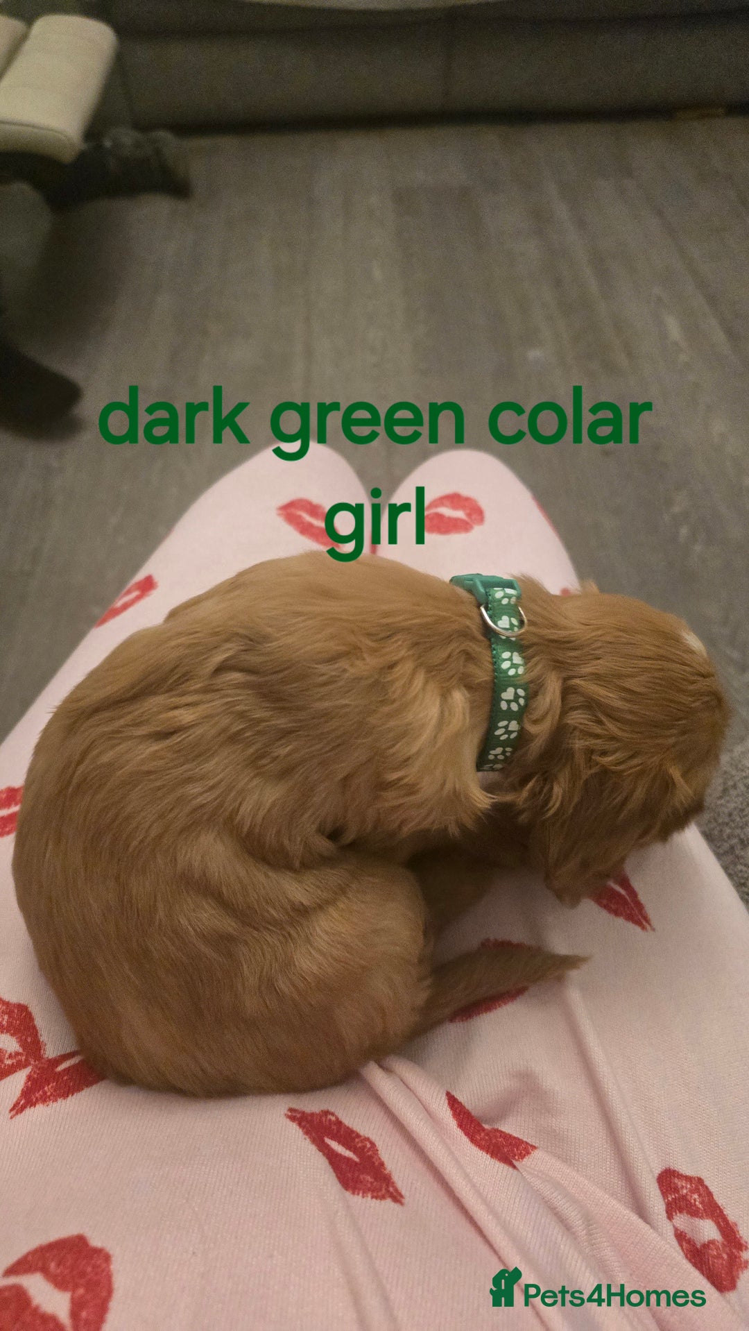 Cockapoo dogs for sale: 7 f2 cockapoos - Advert 16