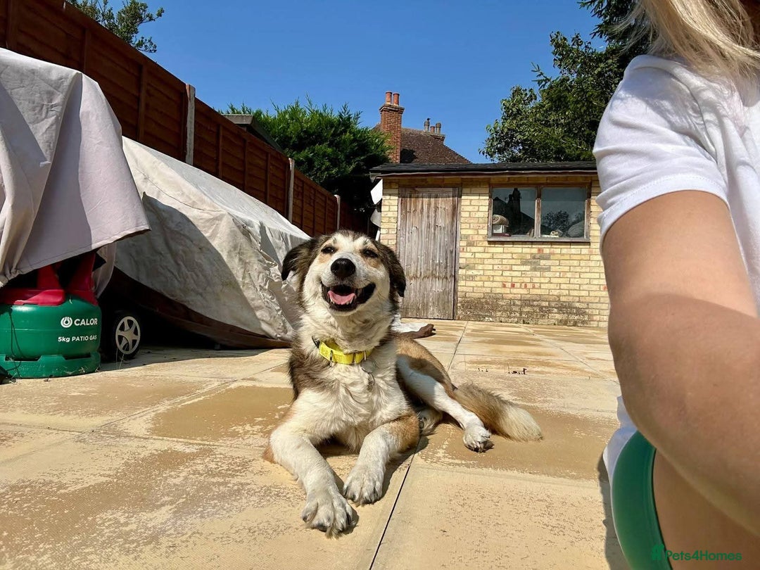 Mixed Breed dogs for adoption: Meet Zeke, currently residing in Hertfordshire  - Image 9