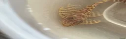Plecos fish for sale: L333 Albino pleco - Advert 3