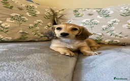 Miniature Dachshund dogs for sale: READY NOW Miniature long hair dachshund  - Image 29