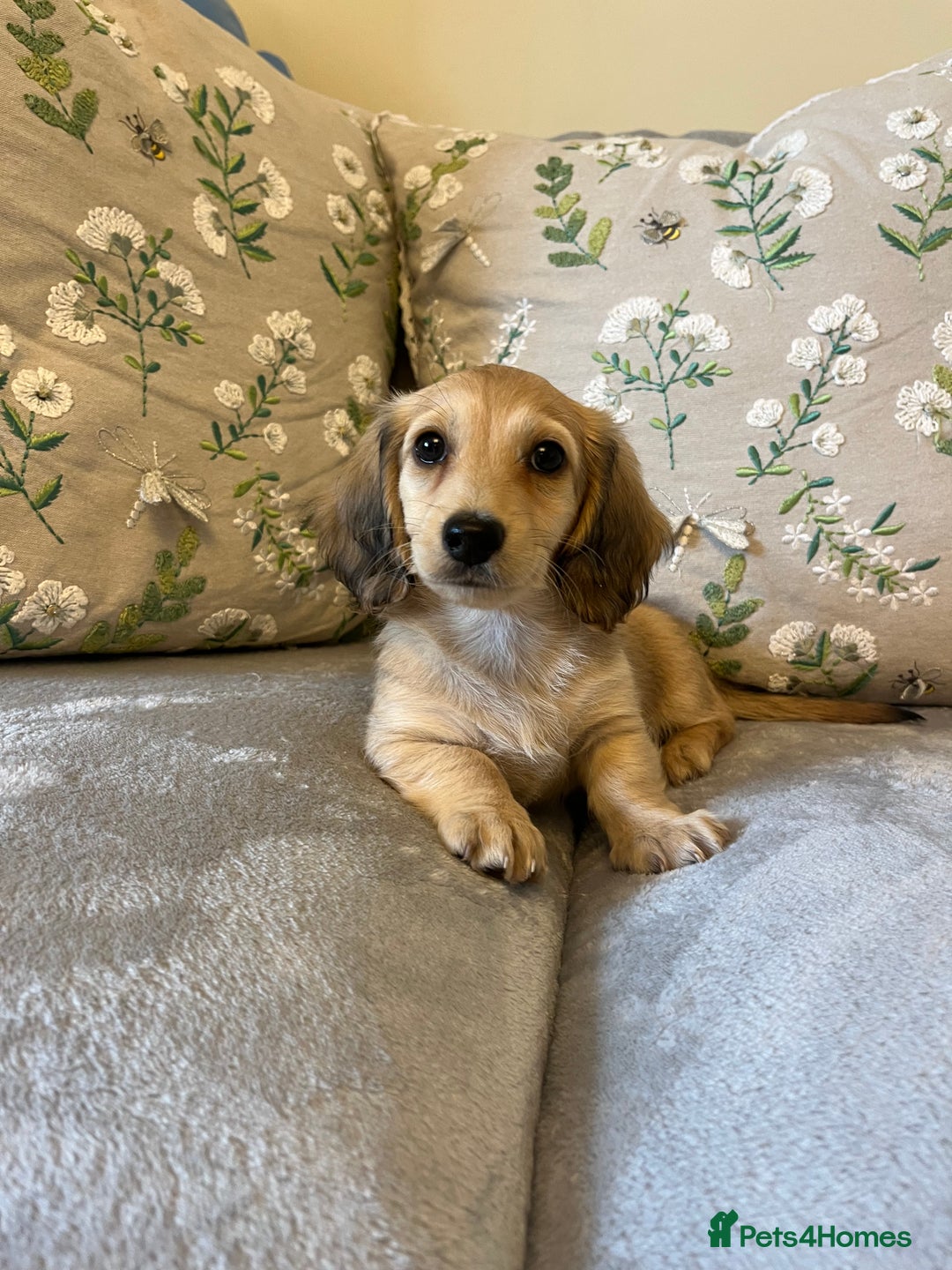 Miniature Dachshund dogs for sale: READY NOW Miniature long hair dachshund  - Image 29