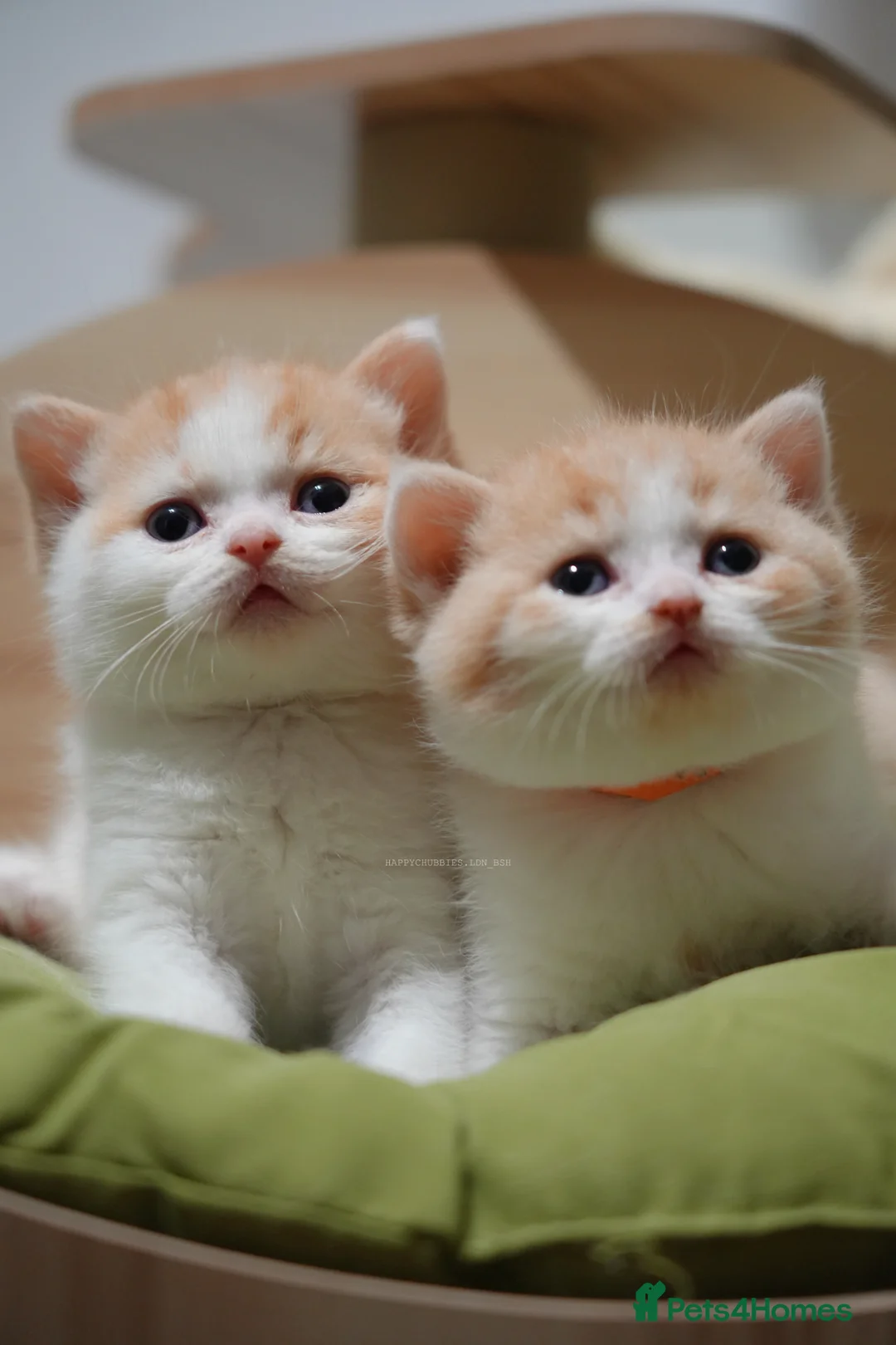 British Shorthair cats for sale: Health Tested Ginger (Red&White Bicolour) BSH/BLH - Advert 1