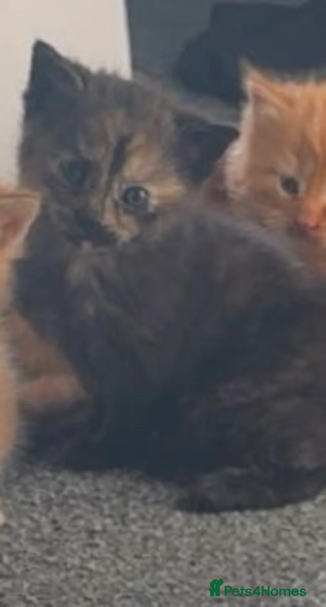 Mixed Breed cats for sale: X2 kittens for sale - Advert 2