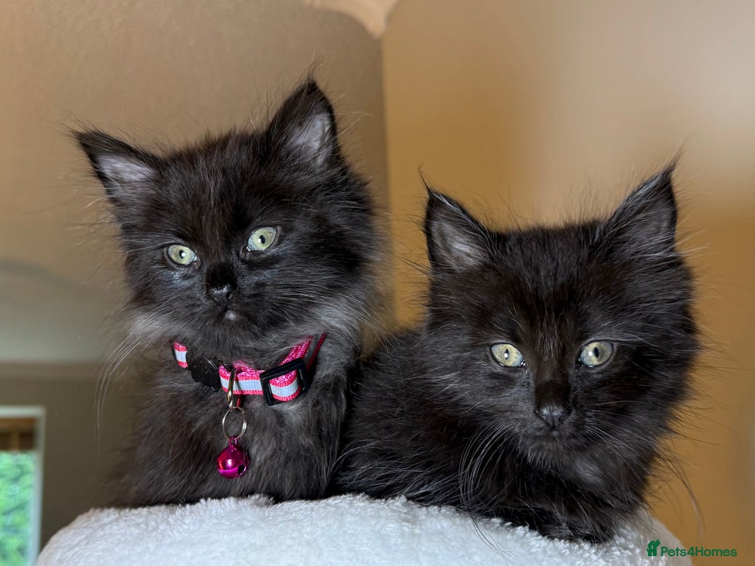 Russian Blue cats for sale: Crossed Russian Blue Girl Kitten - Image 6