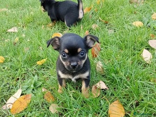 Chihuahua dogs Chihuahua puppies - Advert 1