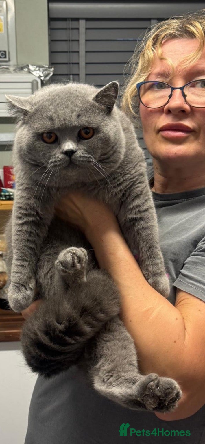 British Shorthair cats 💙 British Shorthair Blue Stud Service 💙 - Advert 12
