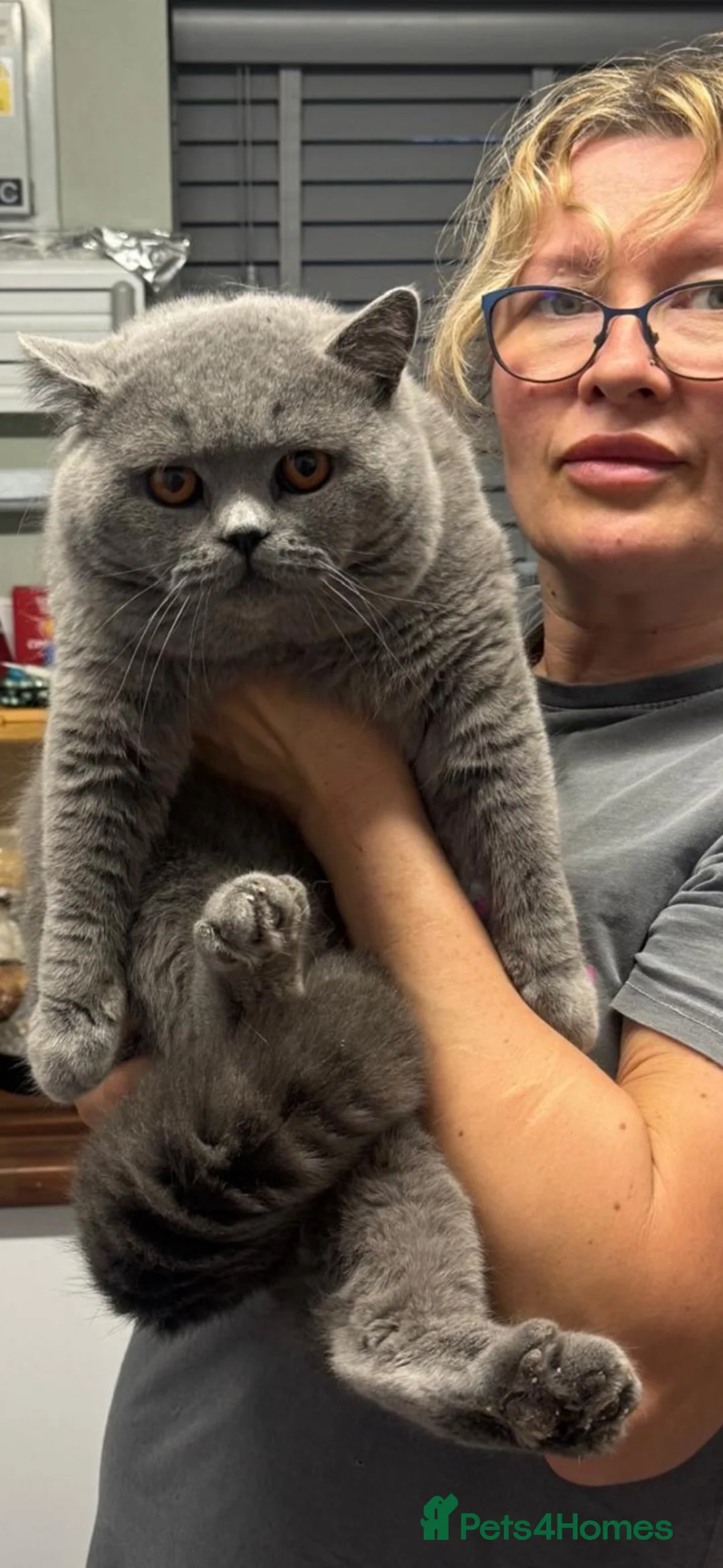 British Shorthair cats for stud: 💙 British Shorthair Blue Stud Service 💙 - Advert 1