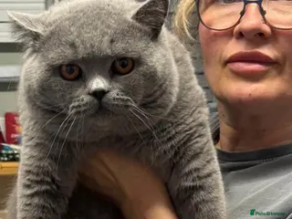 British Shorthair cats 💙 British Shorthair Blue Stud Service 💙 - Advert 12