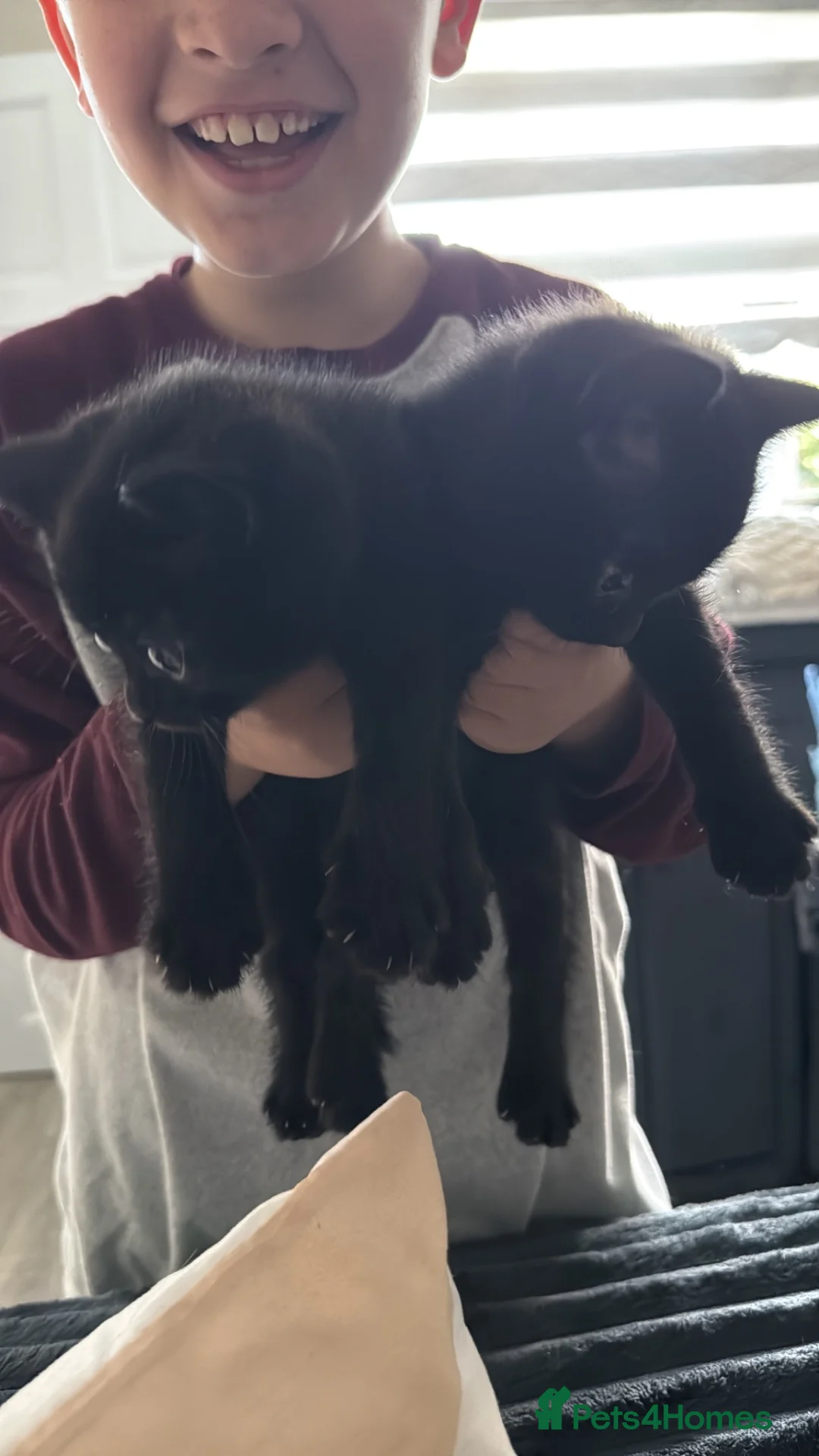 Mixed Breed cats for sale: X4 British Shorthair X Tabby - Advert 12