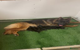 German Shepherd dogs for sale: Top Quality German Shepherd puppies  - Image 6
