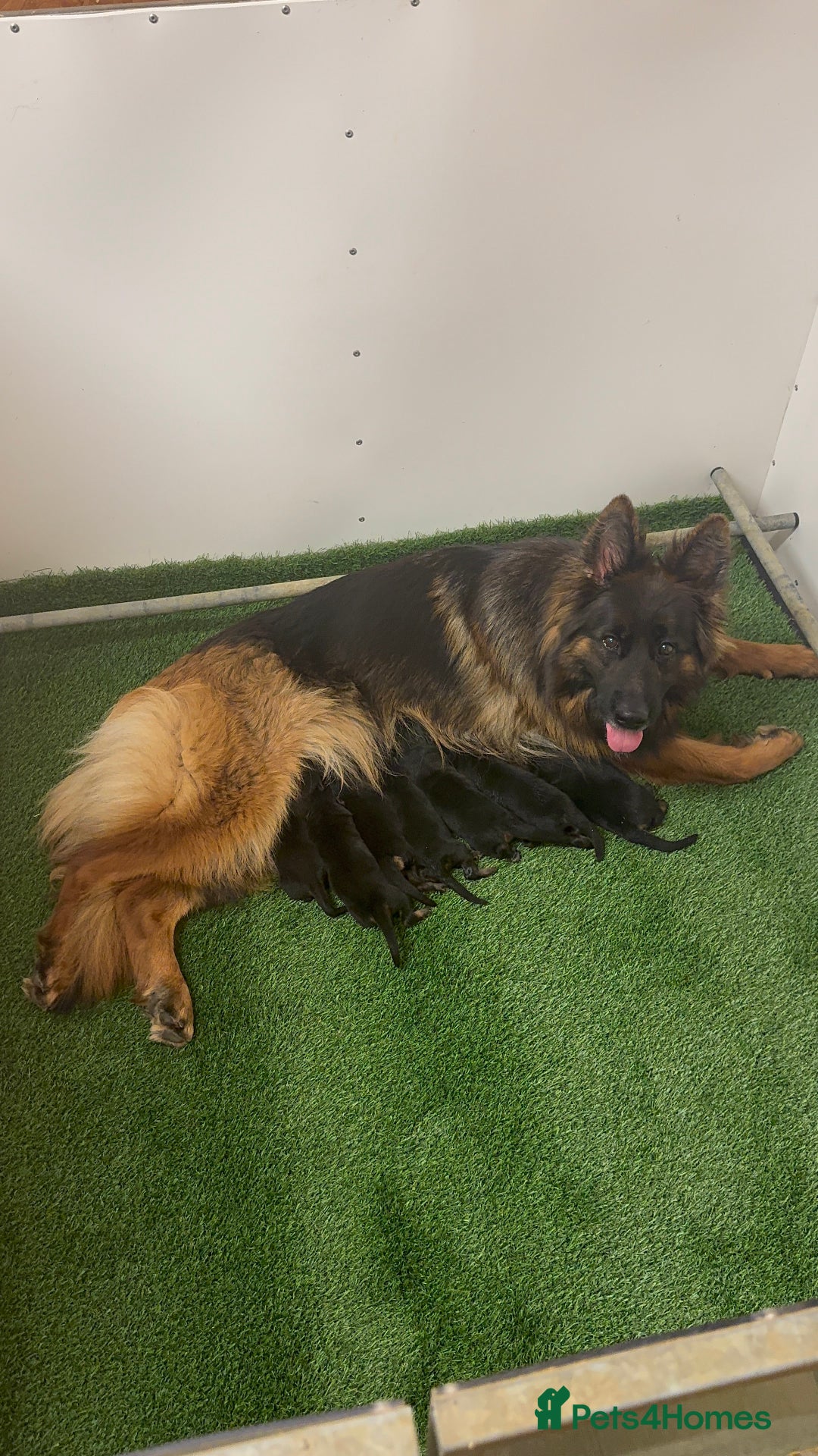 German Shepherd dogs for sale: Top Quality German Shepherd puppies  - Image 6