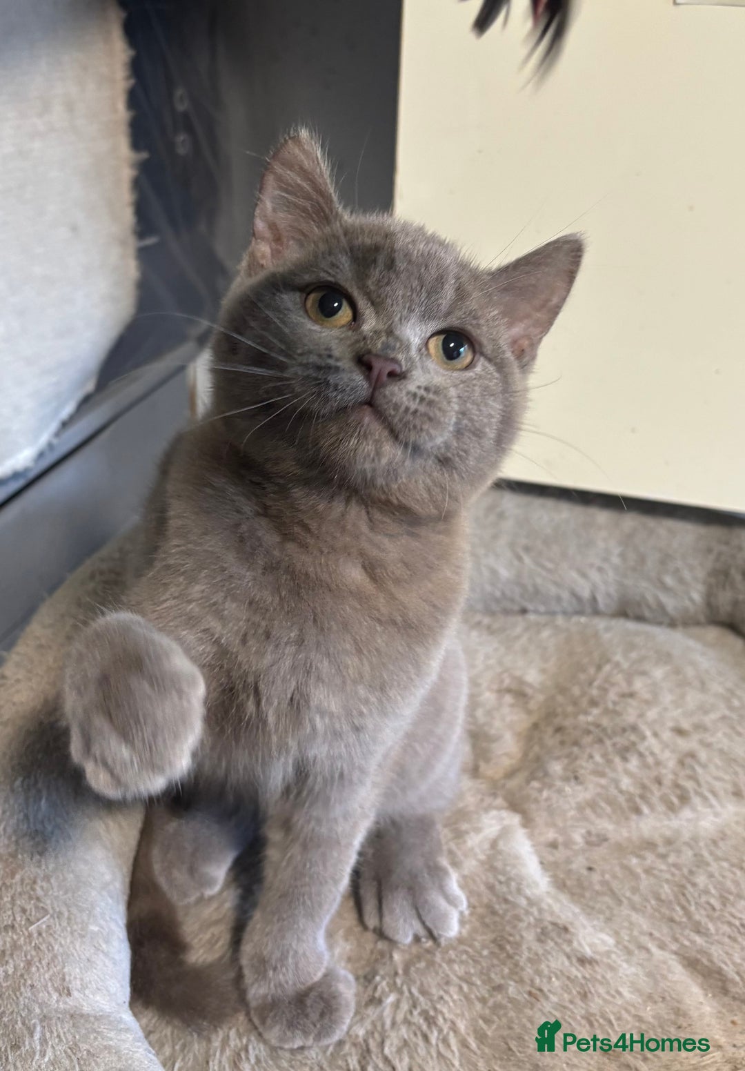 British Longhair cats for sale: Beautiful and Playful kittens - Advert 13