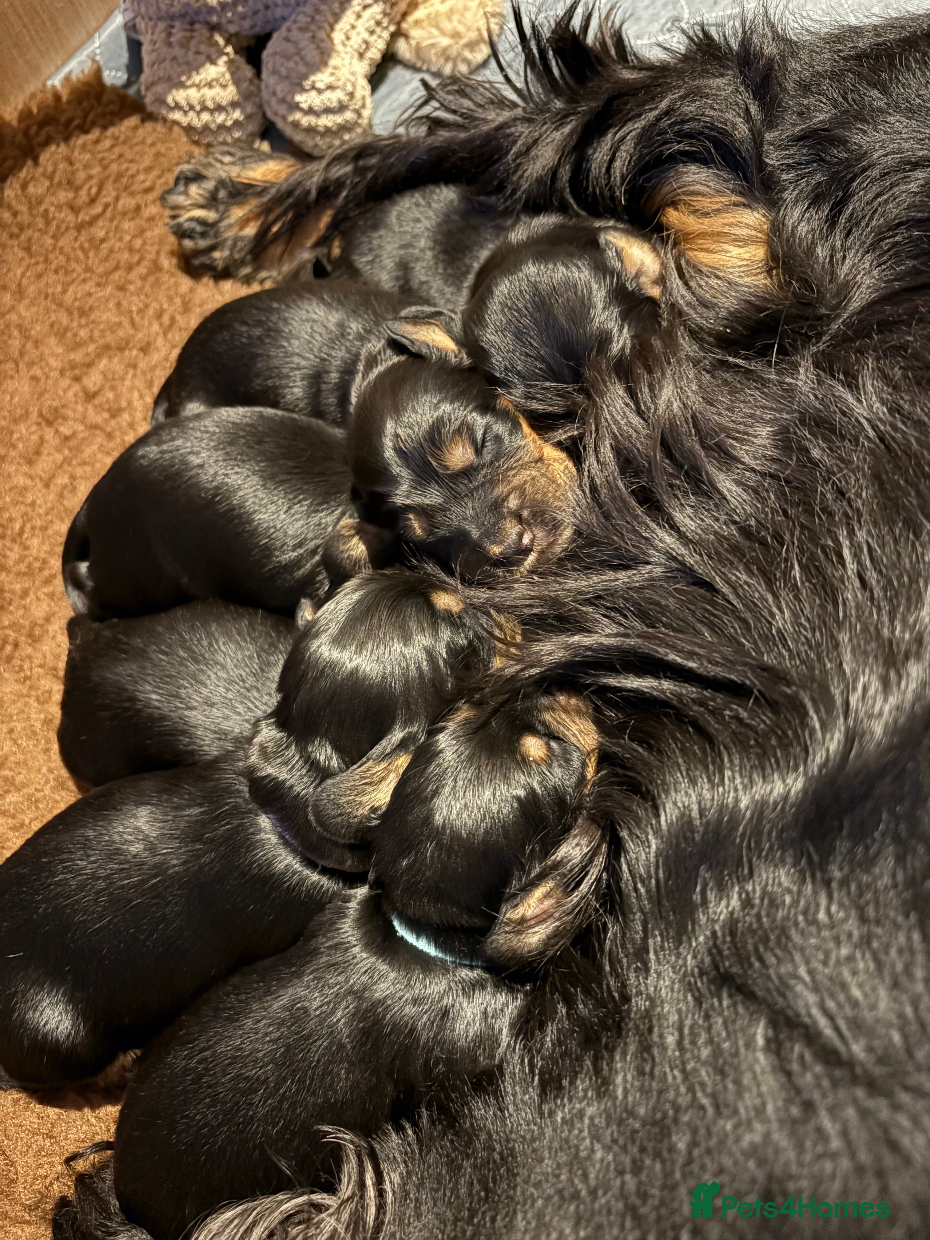 Cocker Spaniel dogs Beautiful KC reg - Cocker Spaniel pups  - Advert 4