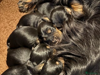 Cocker Spaniel dogs Cocker Spaniels - Advert 3