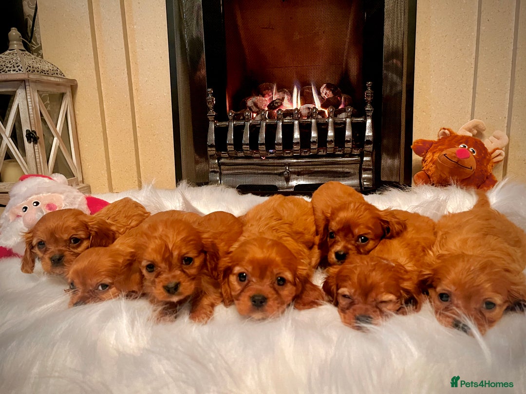 Cavalier King Charles Spaniel dogs for sale: Cavalier King Charles quality puppies for sale  - Advert 9