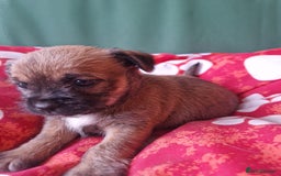 Mixed Breed dogs for sale: Puppies - Image 12