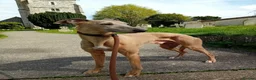 Whippet dogs for stud: PEDIGREE KC REGISTERED WHIPPET AT STUD - Advert 1