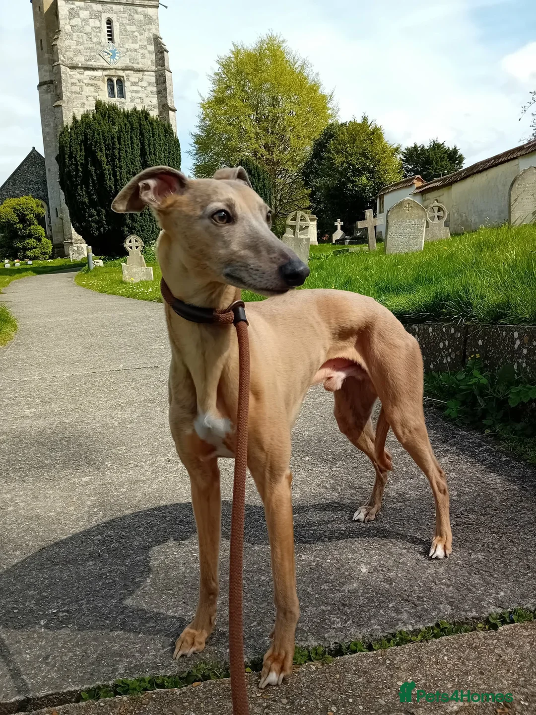 Whippet dogs for stud: PEDIGREE KC REGISTERED WHIPPET AT STUD - Advert 1
