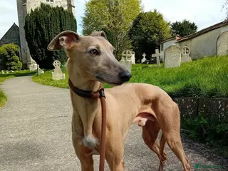 Whippet dogs PEDIGREE KC REGISTERED WHIPPET AT STUD - Advert 7