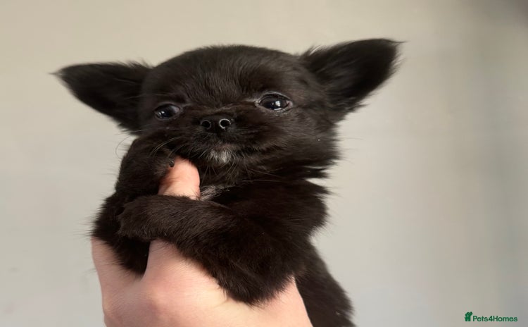 Chihuahua dogs - Advert 13