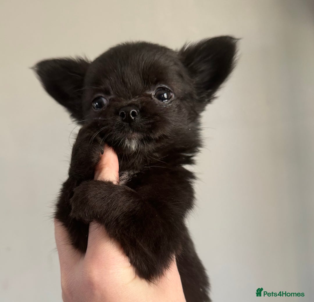 Chihuahua dogs for sale: Long coat Chihuahua puppies - Image 1