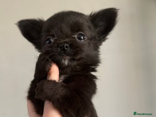 Chihuahua dogs - Advert 2