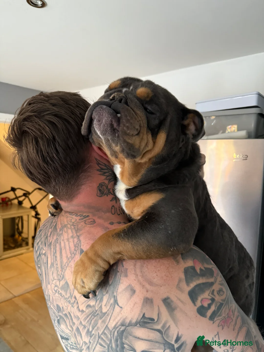 English Bulldog dogs for stud: English bulldog stud - Advert 5